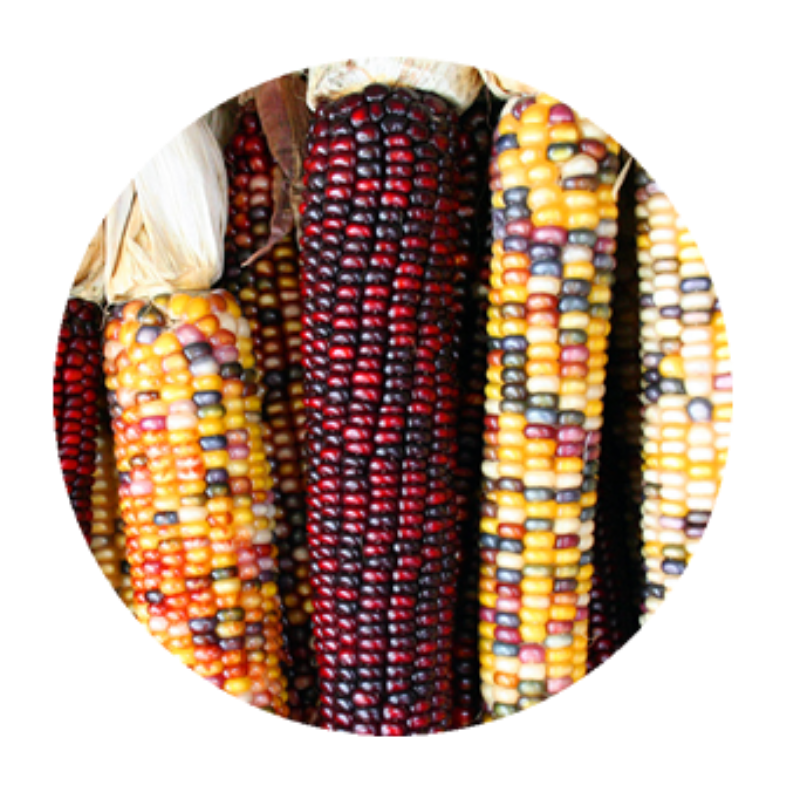 Colorful flint corn