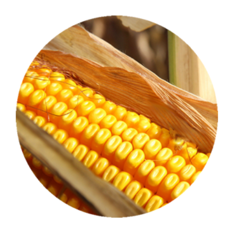 Dent corn